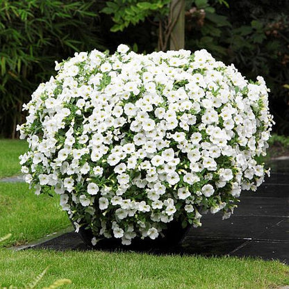 White Yellow Calibrachoa Seeds - Flower Plant