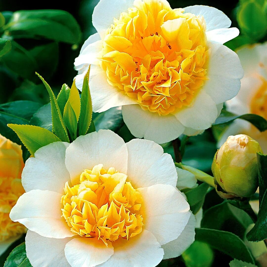 White Yellow Camellia Seeds 