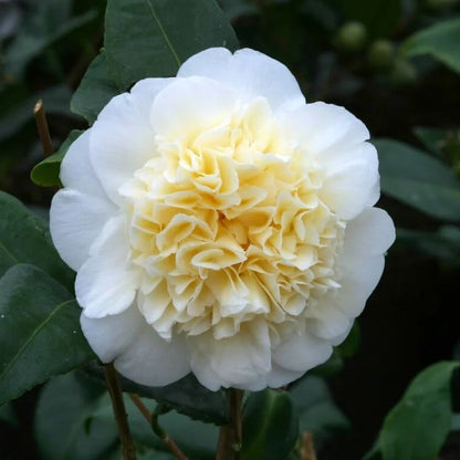 White Yellow Camellia Seeds 