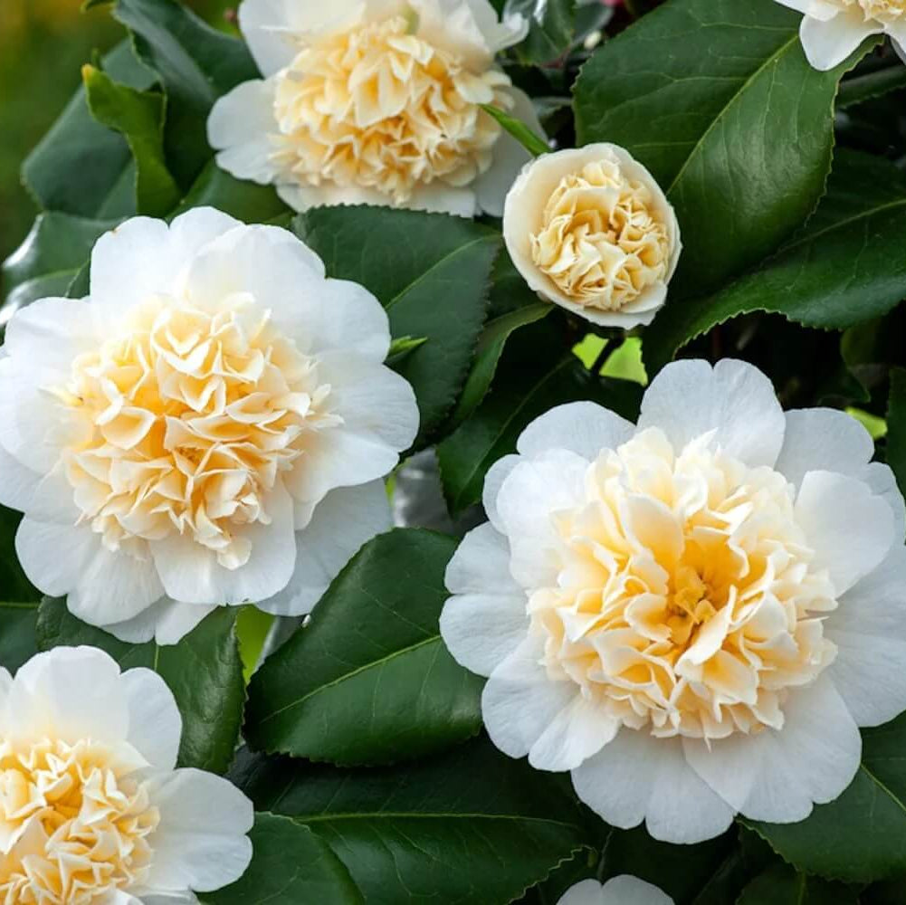 White Yellow Camellia Seeds 