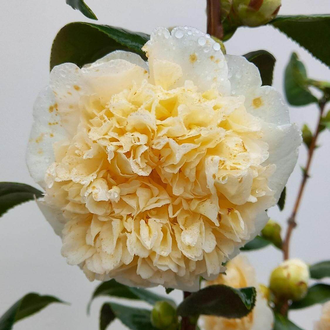 White Yellow Camellia Seeds 