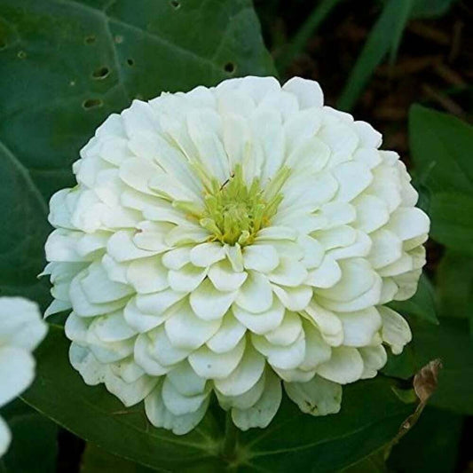 White Zinnia Seeds - Flower Plant