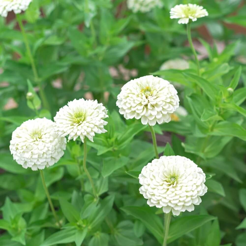 White Zinnia Seeds - Flower Plant