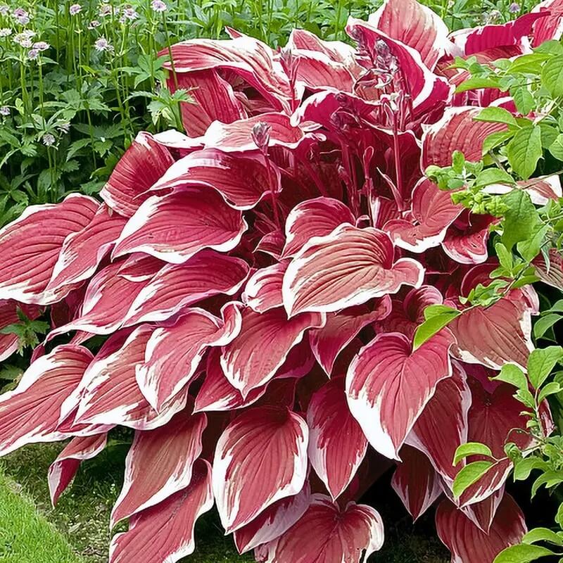 White and Red Hosta Seeds 