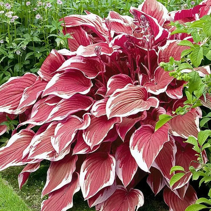 White and Red Hosta Seeds 