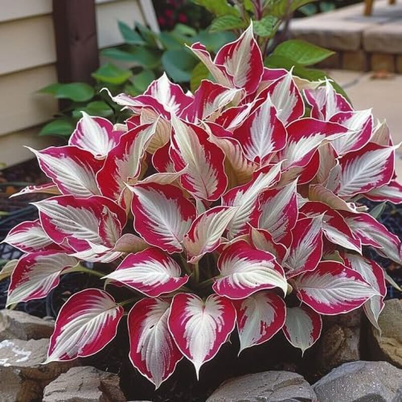White and Red Hosta Seeds 