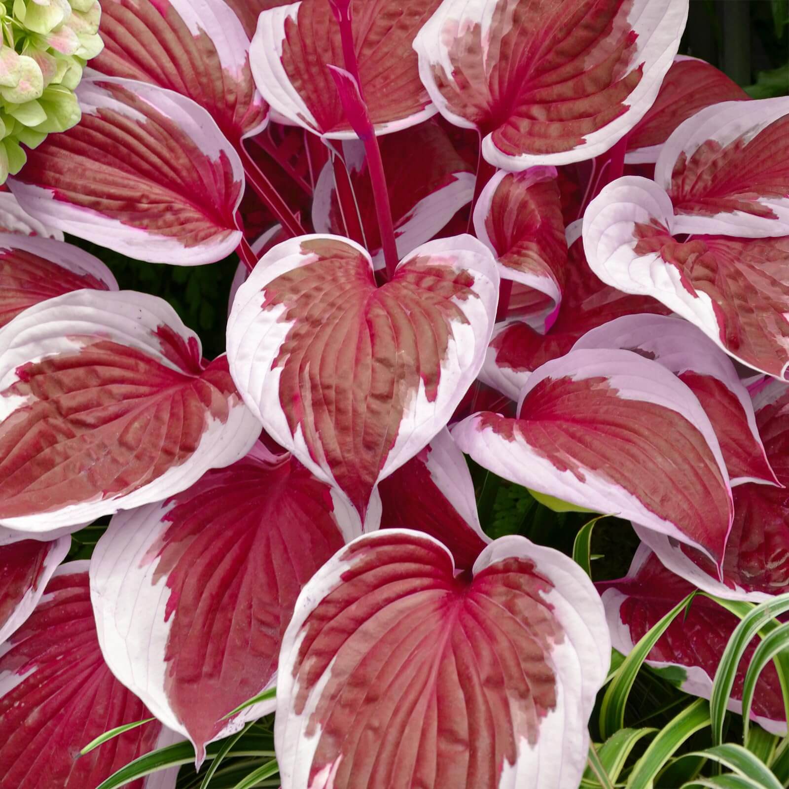White and Red Hosta Seeds 
