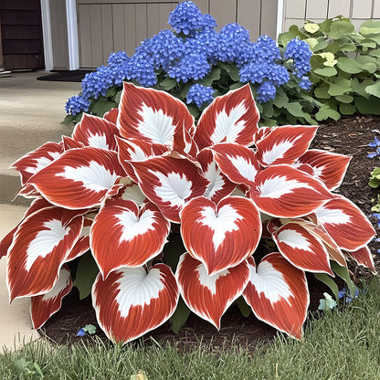 White and Red Hosta Seeds 