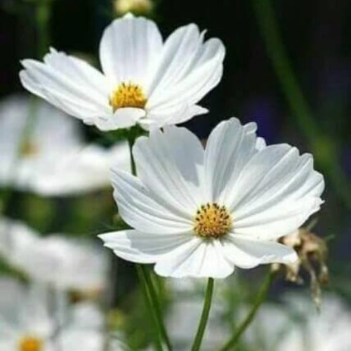 White cosmos seeds - Flower Plant