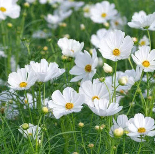 White cosmos seeds - Flower Plant