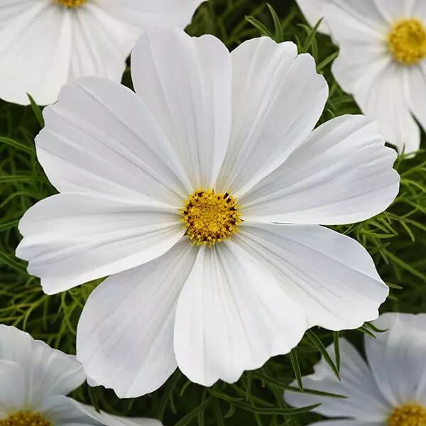 White cosmos seeds - Flower Plant