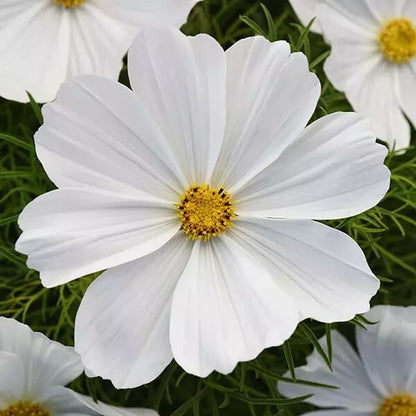 White cosmos seeds - Flower Plant