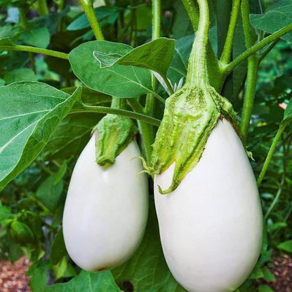 White eggplant seeds - Vegetable Plant