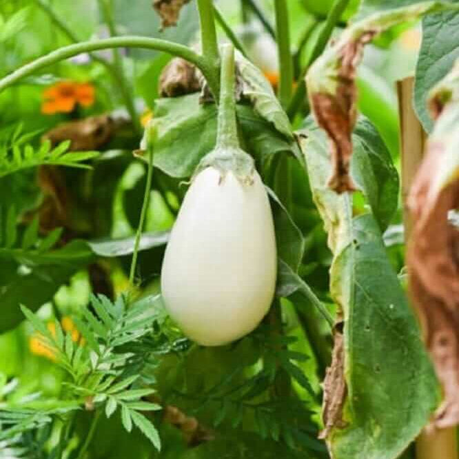 White eggplant seeds - Vegetable Plant