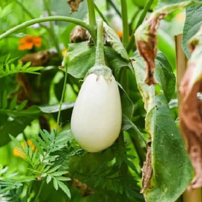 White eggplant seeds - Vegetable Plant