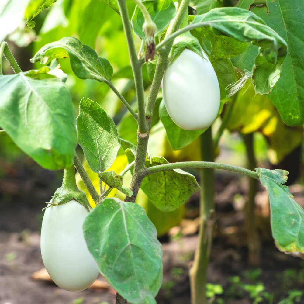 White eggplant seeds - Vegetable Plant
