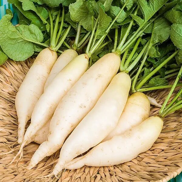White icicle radish seeds - Vegetable Plant