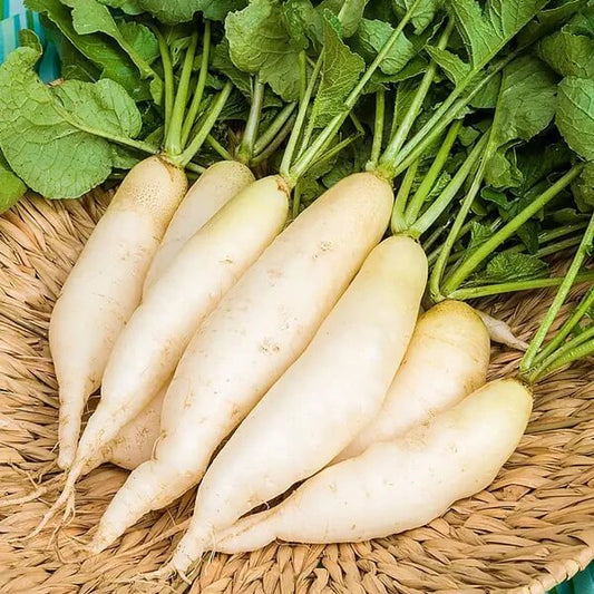 White icicle radish seeds - Vegetable Plant