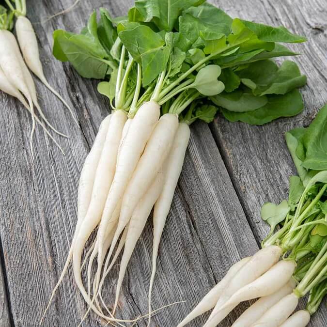 White icicle radish seeds - Vegetable Plant