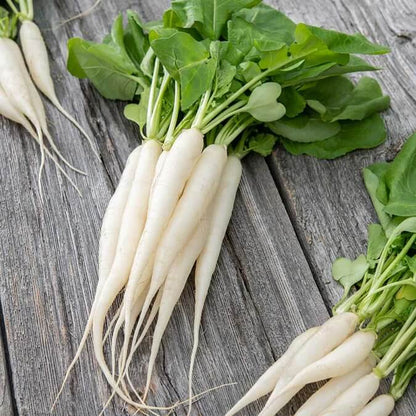 White icicle radish seeds - Vegetable Plant