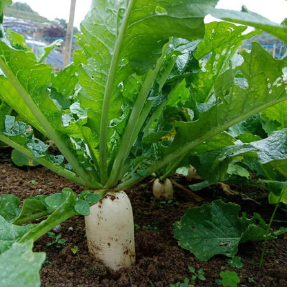 White icicle radish seeds - Vegetable Plant