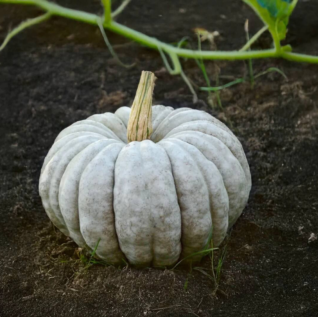 White jarrahdale Pumpkin Seeds