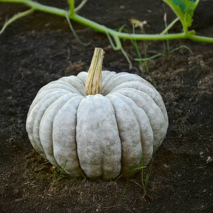 White jarrahdale Pumpkin Seeds