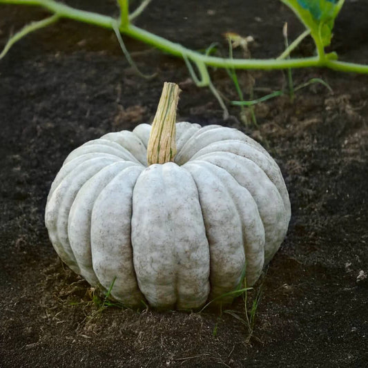 White jarrahdale Pumpkin Seeds