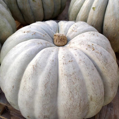 White jarrahdale Pumpkin Seeds