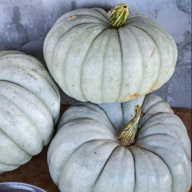 White jarrahdale Pumpkin Seeds