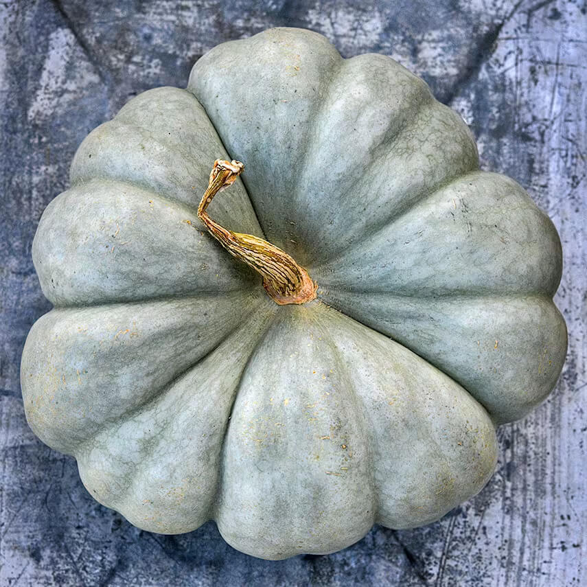 White jarrahdale Pumpkin Seeds