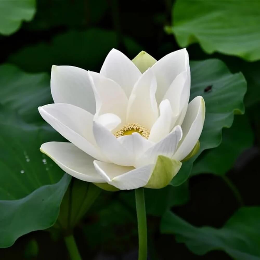 White lotus seeds - Flower Plant