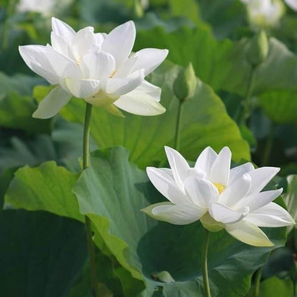 White lotus seeds - Flower Plant