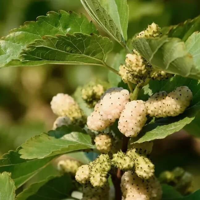 White mulberry seeds - Fruit Plant