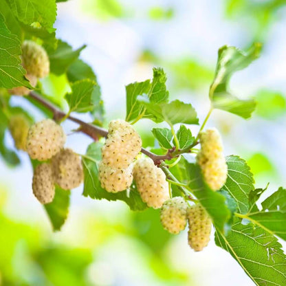 White mulberry seeds - Fruit Plant
