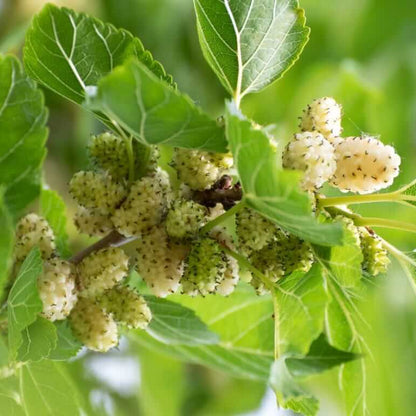 White mulberry seeds - Fruit Plant