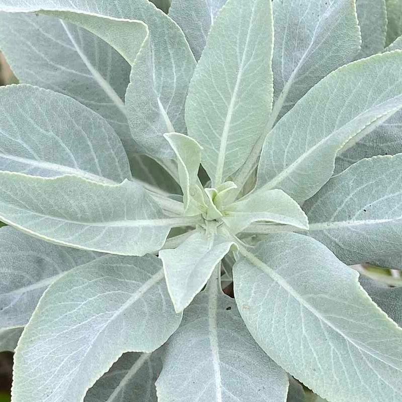 White sage seeds - Vegetable Plant