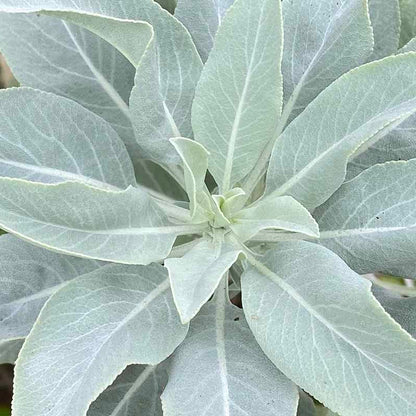 White sage seeds - Vegetable Plant