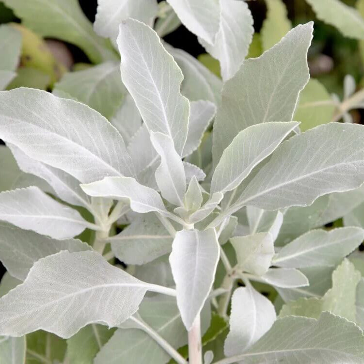 White sage seeds - Vegetable Plant