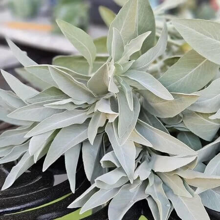 White sage seeds - Vegetable Plant