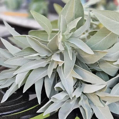 White sage seeds - Vegetable Plant