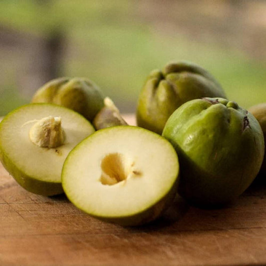 White sapote seeds - Fruit Plant for Home Gardens
