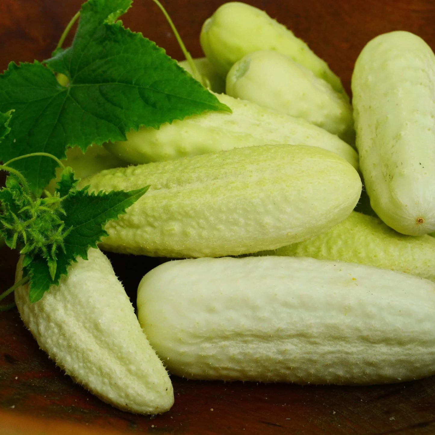 White wonder cucumber seeds - Vegetable Plant