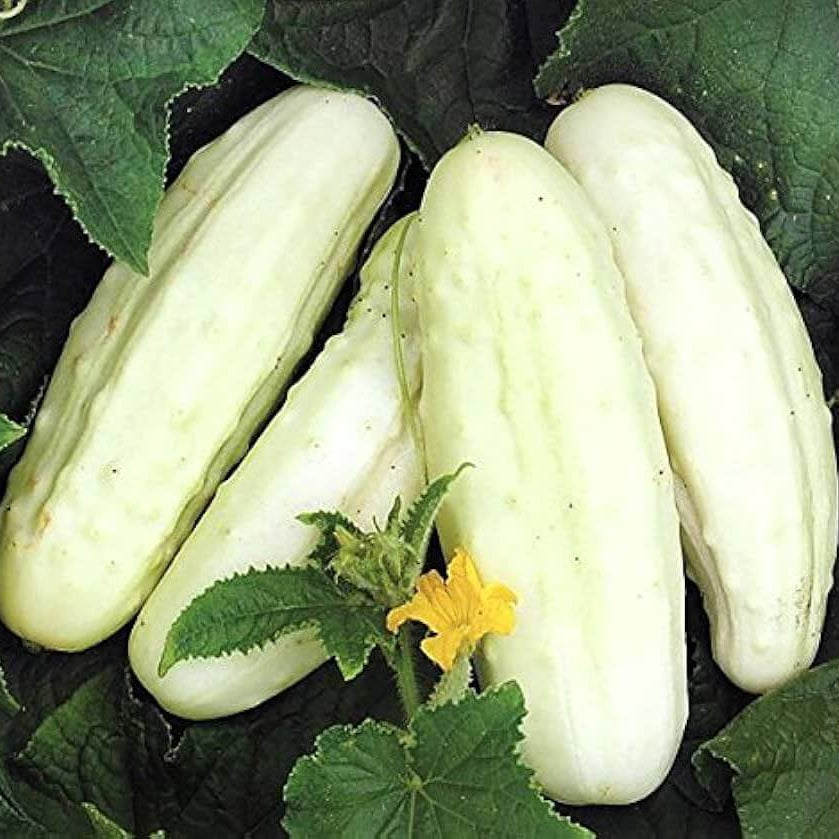 White wonder cucumber seeds - Vegetable Plant