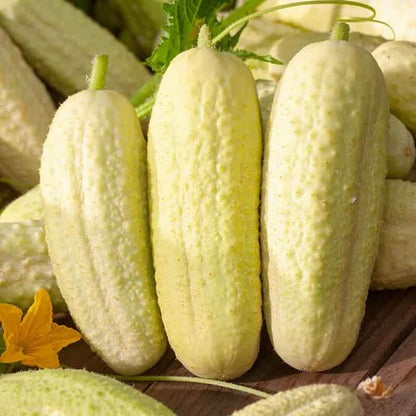 White wonder cucumber seeds - Vegetable Plant