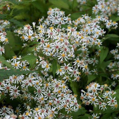 White wood aster seeds - Flower Plant