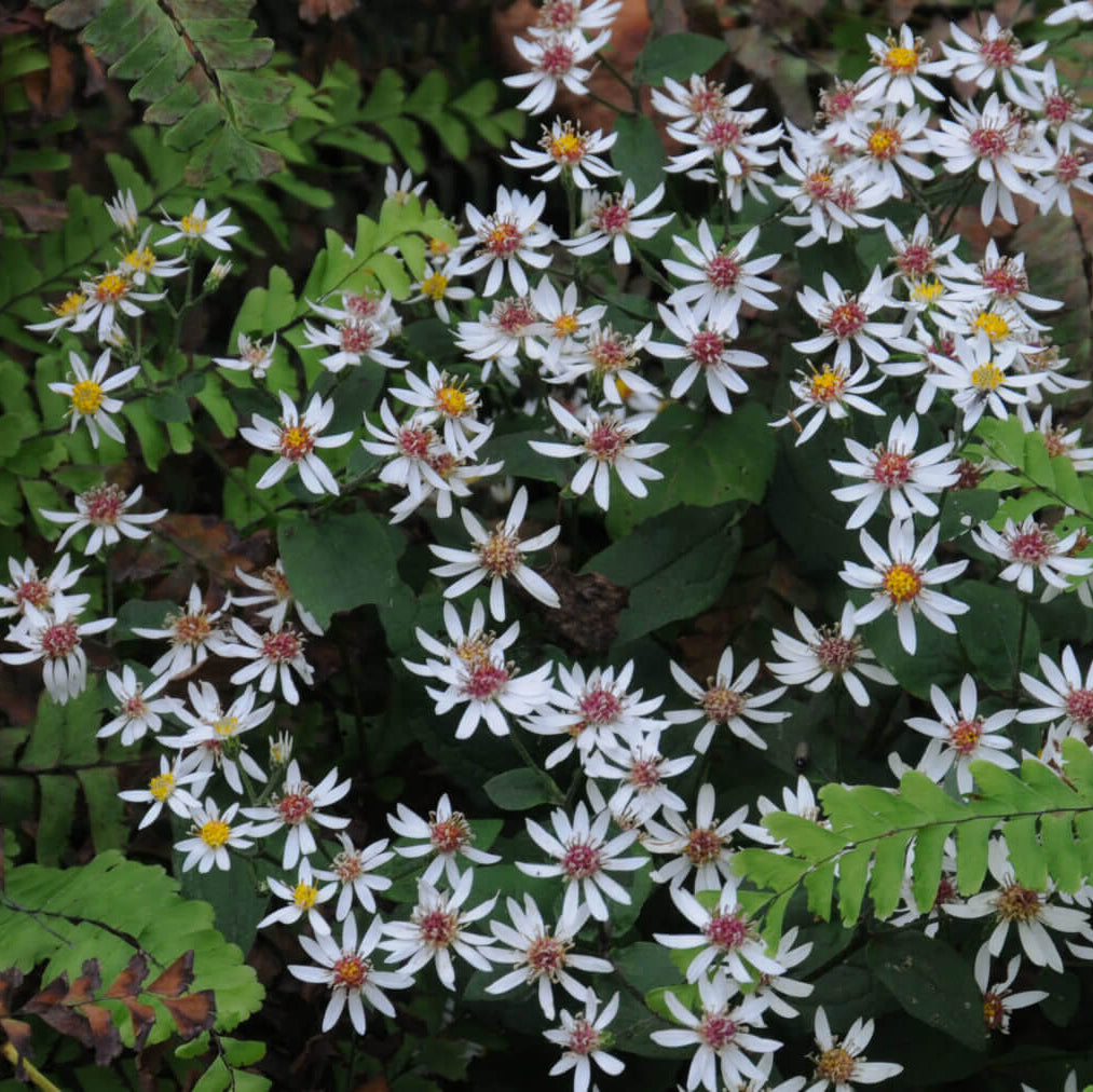White wood aster seeds - Flower Plant
