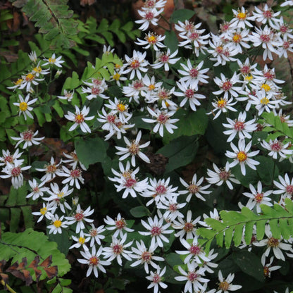 White wood aster seeds - Flower Plant