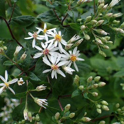 White wood aster seeds - Flower Plant