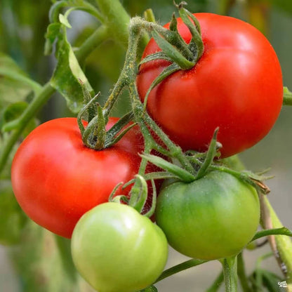Whopper Tomato Seeds 
